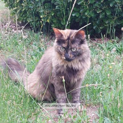 Photo 1/1 Tequila Chat lost in Aire sur adour