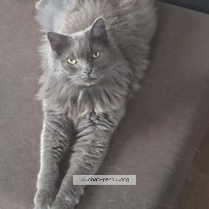 Photo 1/1 Puzzle Chat lost in Camelin