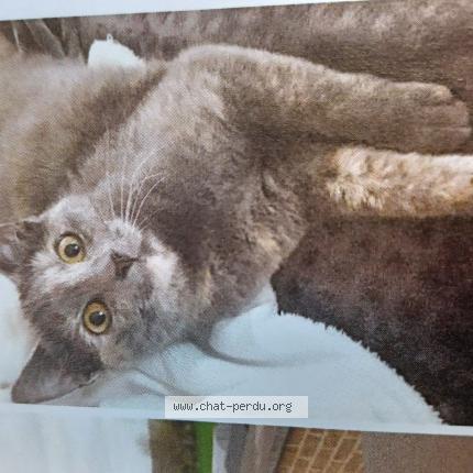 Foto van vermiste kat in Obourg