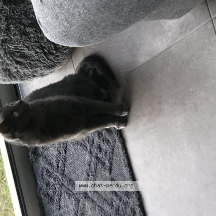 Photo 1/1 Simone Chat lost in Bruges