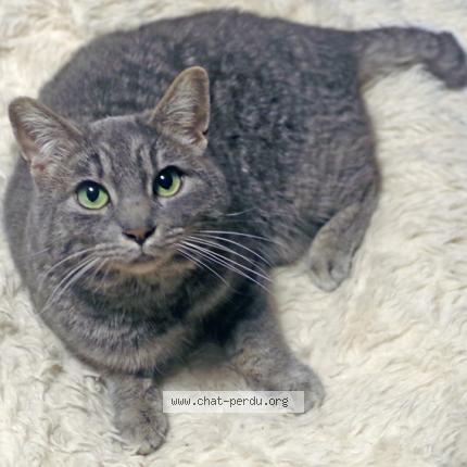 Foto van vermiste kat in 4460 Horion Hozemont