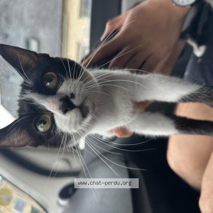 Photo 1/1 Found cat Found in Le mans