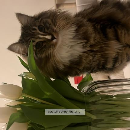 Foto 1/1 Wiedergefundene Katze Verloren in Lausanne