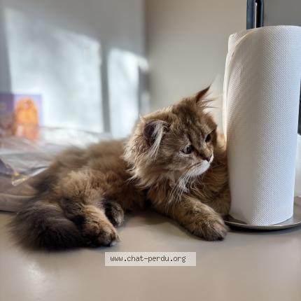 Photo 1/1 Caramel Chat lost in Lagny sur marne