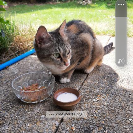 Photo 1/1 Cat reunited Found in Dourdan