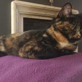 Picture of cat lost at Berthen