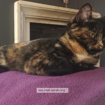 Photo 1/1 HELLA Chat lost in Berthen