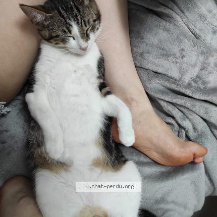 Photo 1/1 Morph&eacute;e Chat lost in Etaimpuis