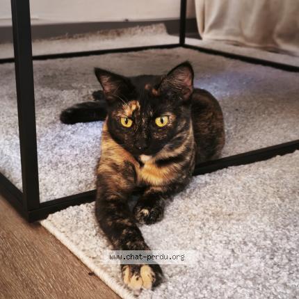 Photo 1/1 Mariko Chat lost in Etang sale