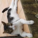 Picture of cat lost at Toulon