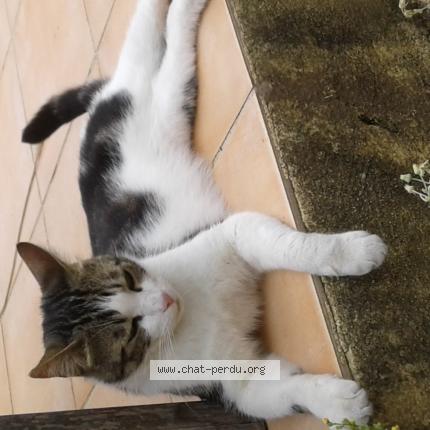 Photo 1/1 R&eacute;glisse Chat lost in Toulon