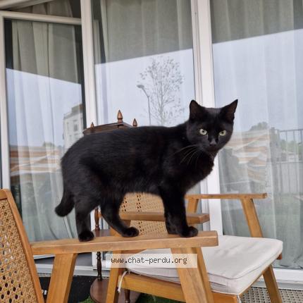 Photo 1/1 Opi Chat lost in Bruges