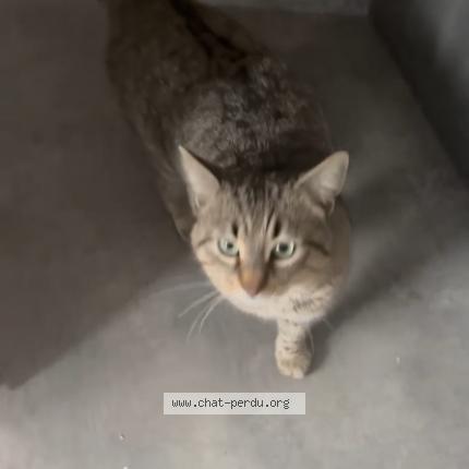 Photo 1/1 Miaous Chat lost in Blanzy