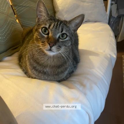 Photo 1/1 Sergue&iuml; Chat lost in Hyeres