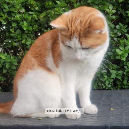 Photo 1/1 Theo Chat lost in Woluwe st lambert