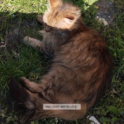 Photo 1/1 Kiera Chat lost in St didier en velay