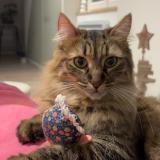 Picture of cat lost at Mont De Marsan