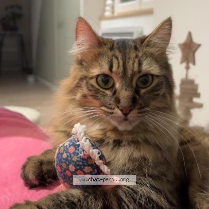 Photo 1/1 Booh Chat lost in Mont de marsan