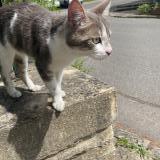 Picture of cat found at Vannes