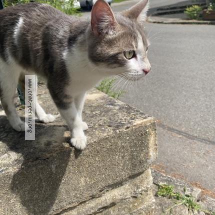 Photo 1/1 Found cat Found in Vannes