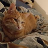 Picture of cat lost at St Trivier Sur Moignans