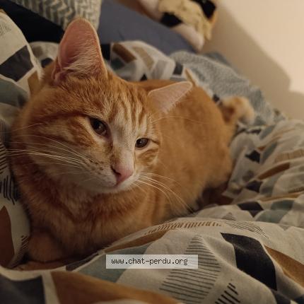 Photo 1/1 Tigrou Chat lost in St trivier sur moignans