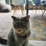 Picture of cat lost at Ch Veyrier