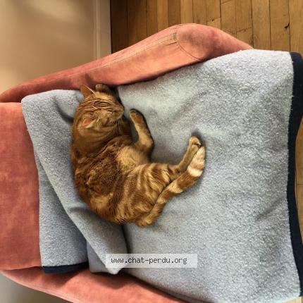 Photo 1/1 Cyrus Chat lost in Reims