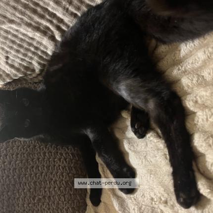 Photo 1/1 JD Chat lost in L union