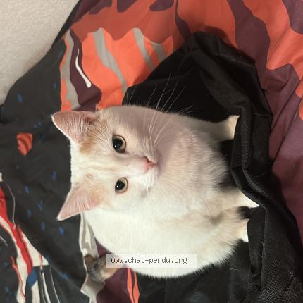 Foto 1/1 Kat teruggevonden Vermist in Schaerbeek