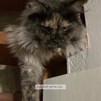 Photo 1/1 Tara Chat lost in Bouilly en gatinais