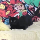 Picture of cat lost at Nanteuil Le Haudouin