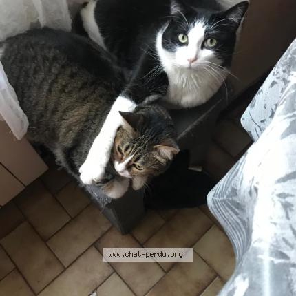 Photo 1/1 Pompon Chat lost in Terre de bancalie