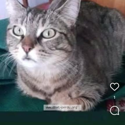 Photo 1/1 Marie Maria Chat lost in St malo