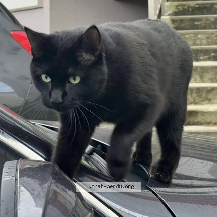Photo 1/1 Neji Chat lost in Valentigney
