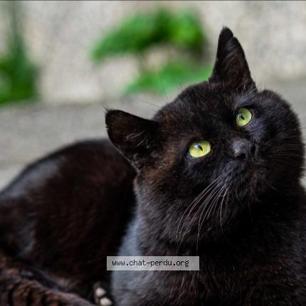 Foto 1/1 Wiedergefundene Katze Gefunden in Evolene