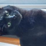 Picture of cat lost at Treillieres