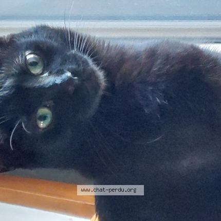 Photo 1/2 Yumi Chat lost in Treillieres