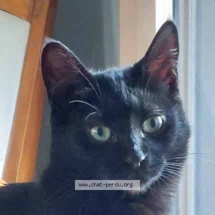 Photo 2/2 Yumi Chat lost in Treillieres