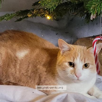 Photo 1/1 Simba Chat lost in Pannecieres