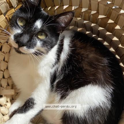 Photo 1/1 R&eacute;glisse R&eacute; Chat lost in Belus