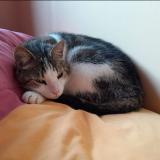 Picture of cat lost at Cenon