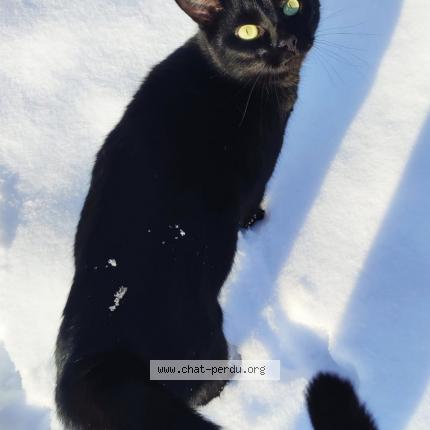 Photo 1/1 Peper Chat lost in Jumet