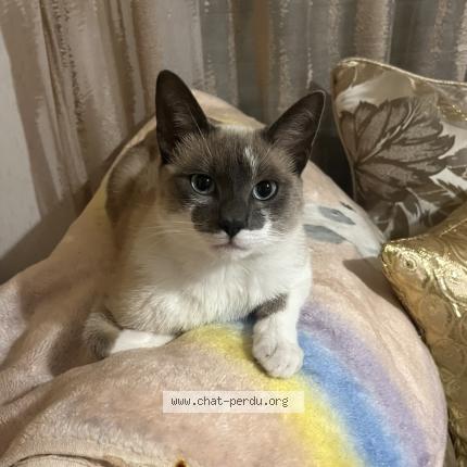 Photo 1/1 Minouch Chat lost in Oloron sainte marie