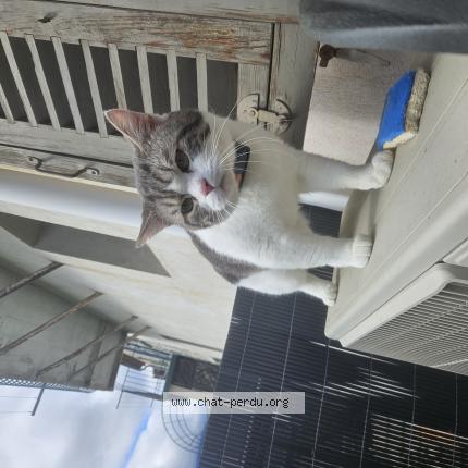 Photo 1/1 Anakin Chat lost in Levens