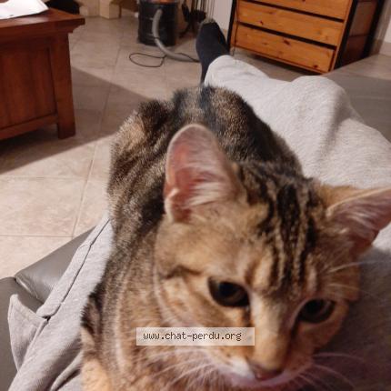 Photo 1/1 Zette Chat lost in Marcollin