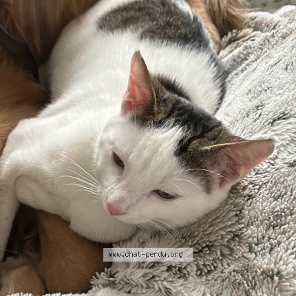 Photo 1/1 Toulouse Chat lost in Fontainebleau