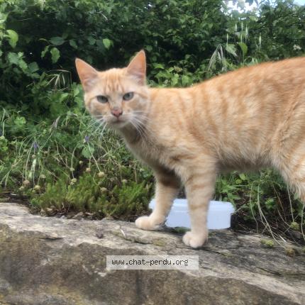 Photo 1/1 Jones Chat lost in Aubenas