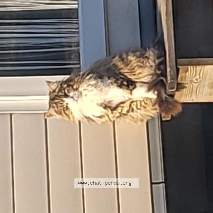 Photo 1/1 Grisou Chat lost in Foussignac