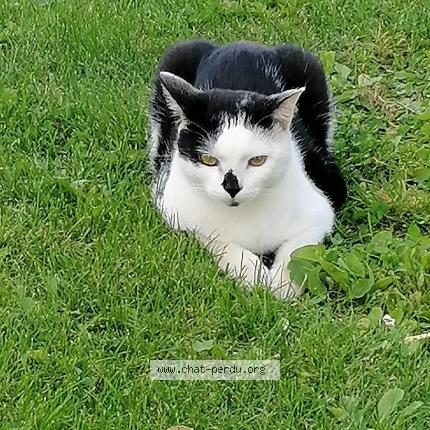 Photo 1/1 Ninja Chat lost in Plumelec